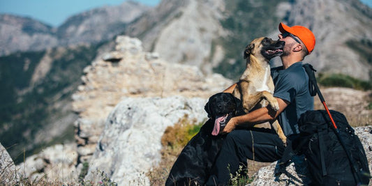 Embark on Pawsome Journeys: Pet-Friendly Travel Adventures