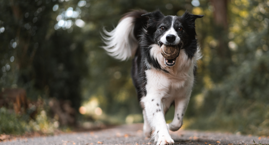How Do Pets Contract Fleas and Ticks?