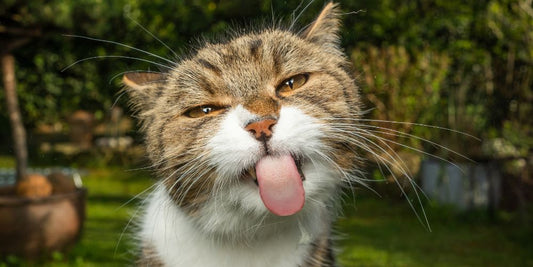 Understanding Pet Behaviour: Decoding Body Language and Vocalisations