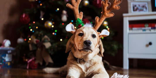 Purr-fect Presents and Tail-Wagging Treats: The Ultimate Guide to Pet Gifts for Christmas