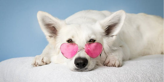 The Top 10 Common Health Issues in Dogs and How to Prevent Them