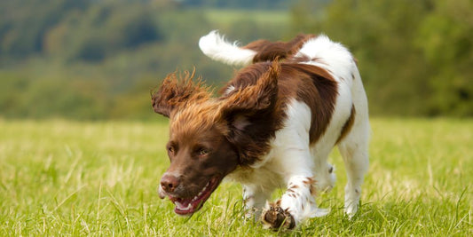 Paws for a Cause: How Dogs Are Saving Water in Regional NSW