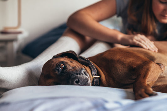 Paralysis Ticks and Brown Dog Ticks in Dogs and Cats