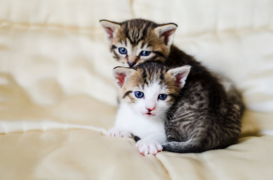 Intestinal Worms, including Flea Tapeworm in Dogs and Cats