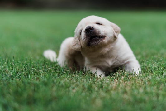 Fleas and Flea Tapeworm in Dogs and Cats