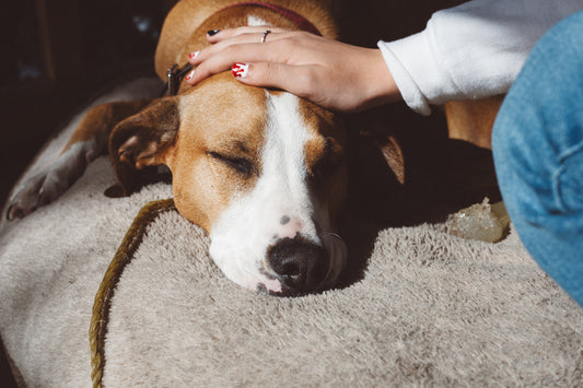 Heartworm Disease in Dogs and Cats