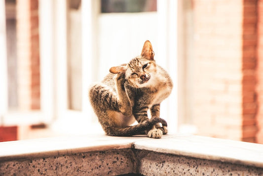 Ditch the Itch! Fleas 101