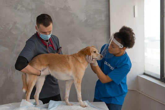 2023’s Hottest Pet Health Trends