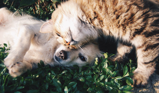 The Quick and Easy trick to Prevent Flea and Flea Tapeworm in Dogs and Cats