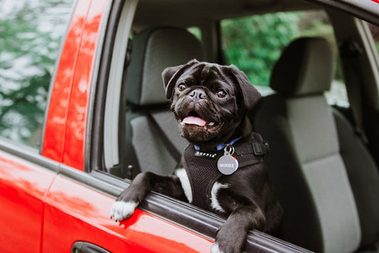 How to Have a Stress-Free Road Trip with Your Pet