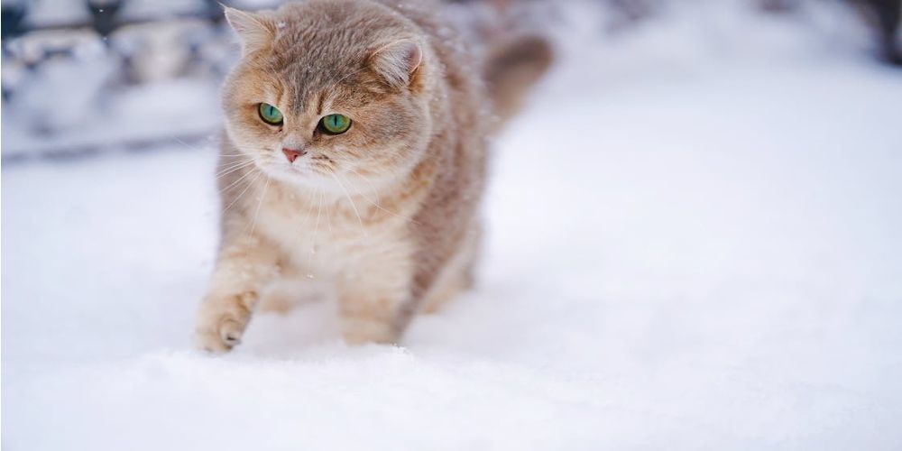 Winter Exercise Ideas for Your Pet: Fun Ways to Stay Active Indoors and Outdoors