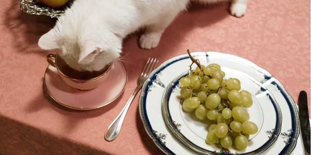 Dangerous Delights: Foods That Can Be Toxic to Your Feline Friend