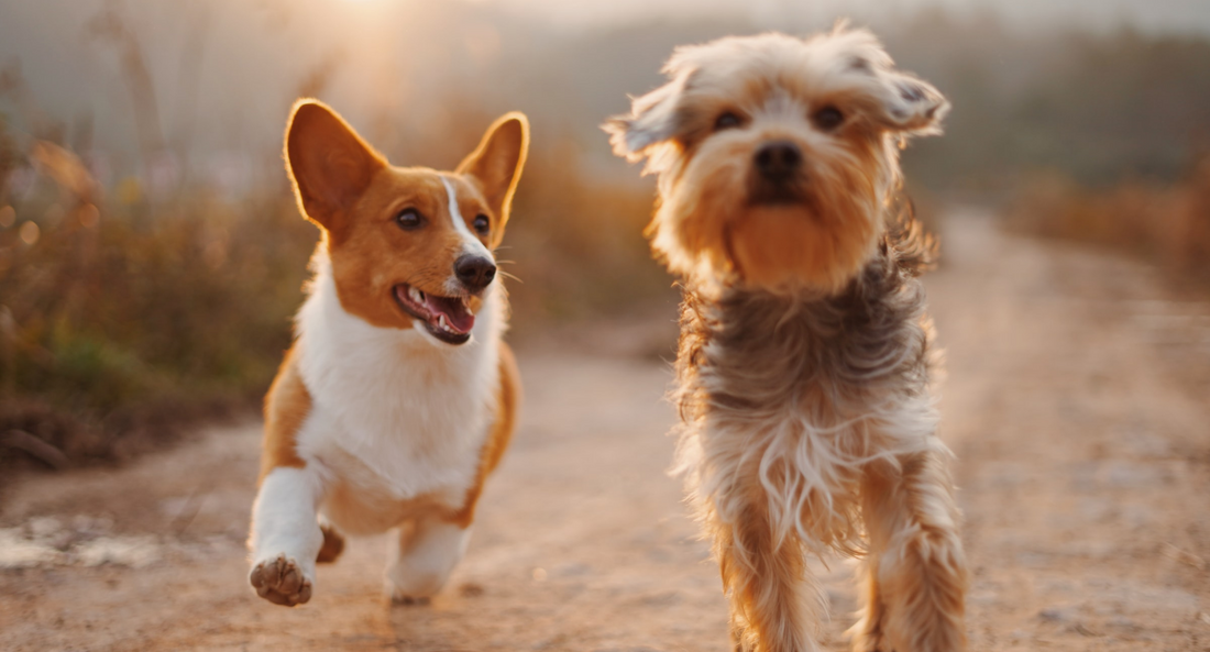Dog Breeds Aus: Discover Australia’s Top Pups