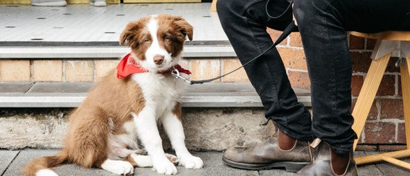 5 Must Visit Dog-Friendly Cafes in Sydney