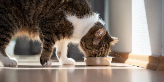 The Ultimate Guide to Choosing the Right Pet Food