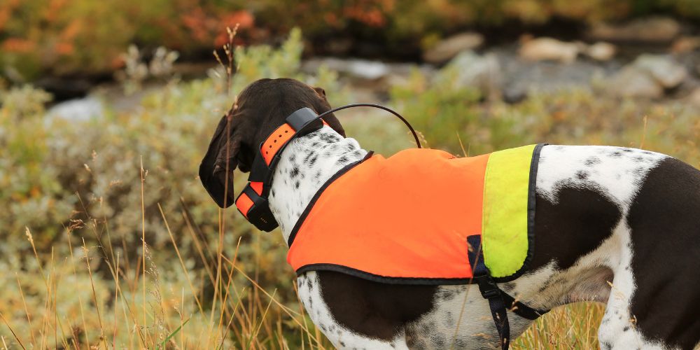 Wearable Tech for Your Canine Companion