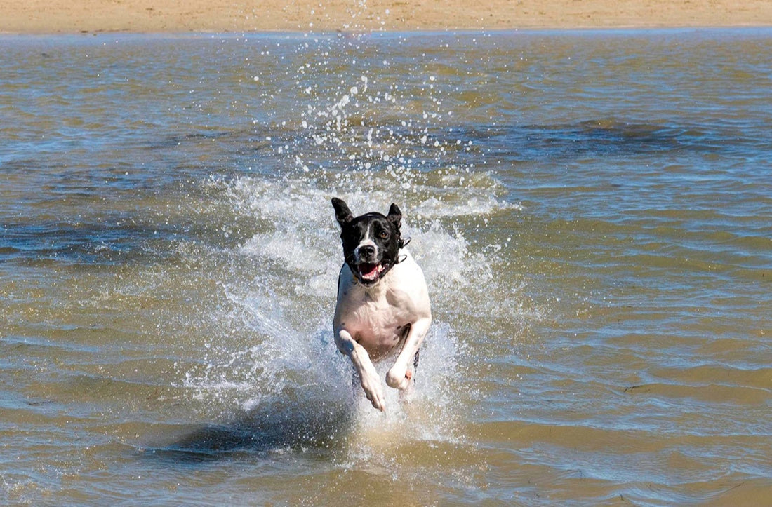 Melbourne’s BEST Dog-Friendly Beaches