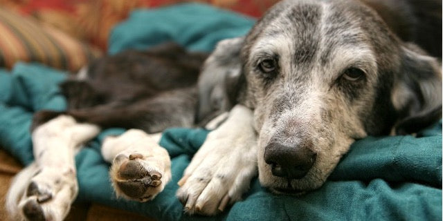 Pet Dementia: Caring for Your Aging Companions