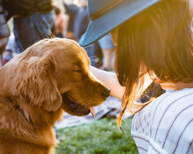 How to keep your pet busy during the summer months!