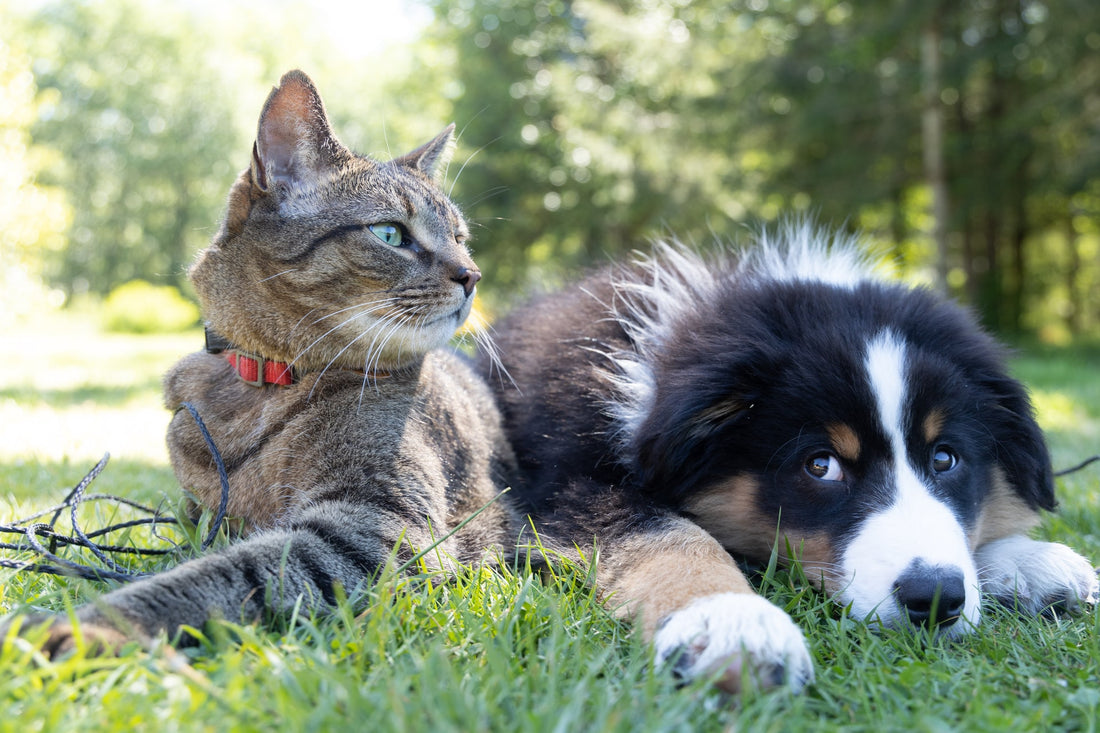 5 Tips to Helping Your Dog and Cat Get Along