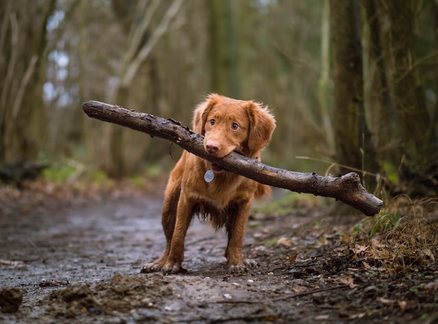 Mosquitoes and Heartworm in Pets: What's the Connection?