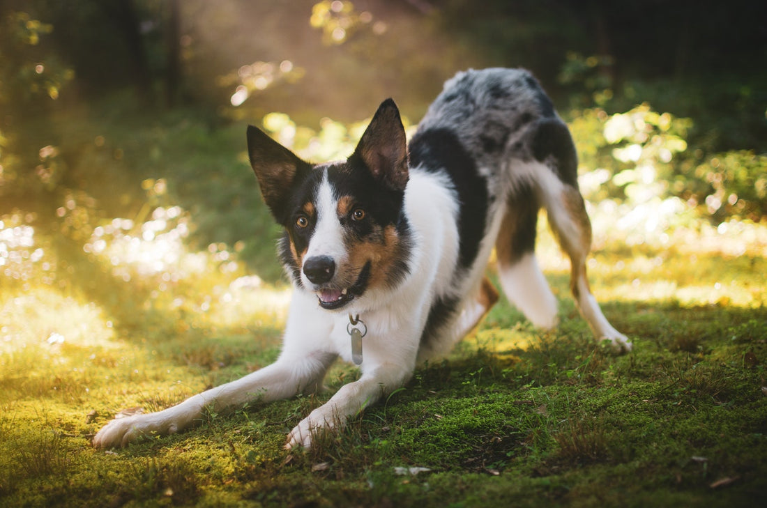 Tips to Help Your Dog Master Reliable Recall