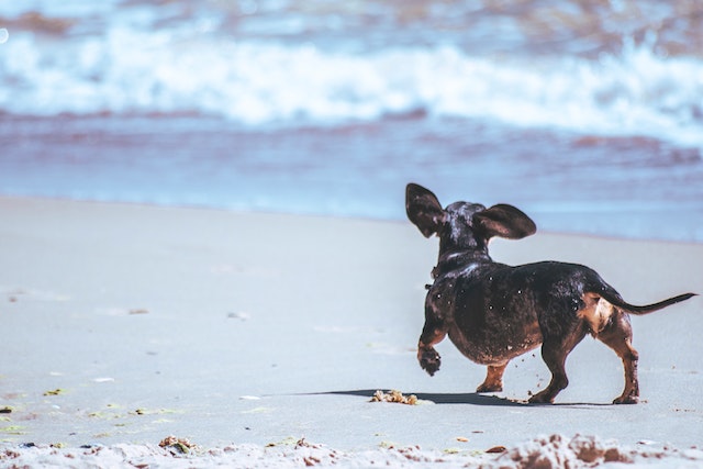 Pup-sicle Recipes to Keep Your Dog Refreshed!