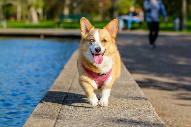 Making Your Dog Happy – It’s Easier Than You Think!