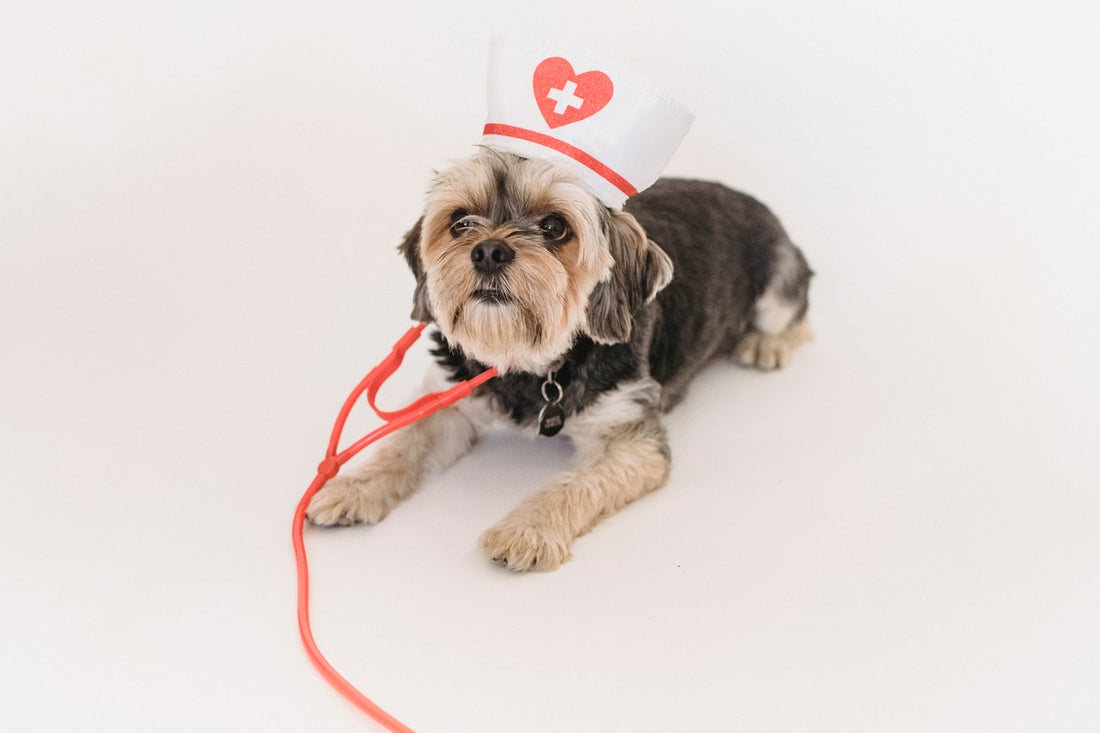 The Most Common Reasons Why Your Pet Will Need to Visit the Vet